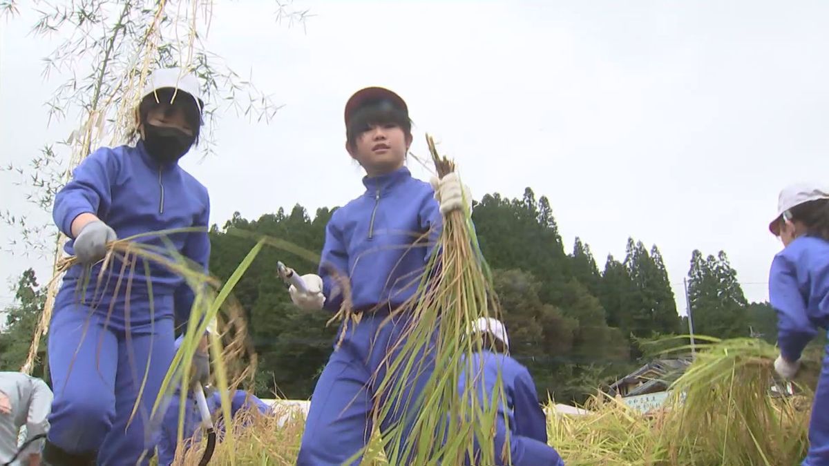 皇居の新嘗祭に献上　地元の小学生など新米を刈り取る神事「天皇陛下に食べてもらえることがうれしい」大分