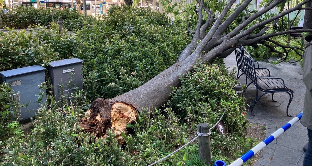JR博多駅前のケヤキの木が倒れる　強風の影響か　ケガ人なし　福岡