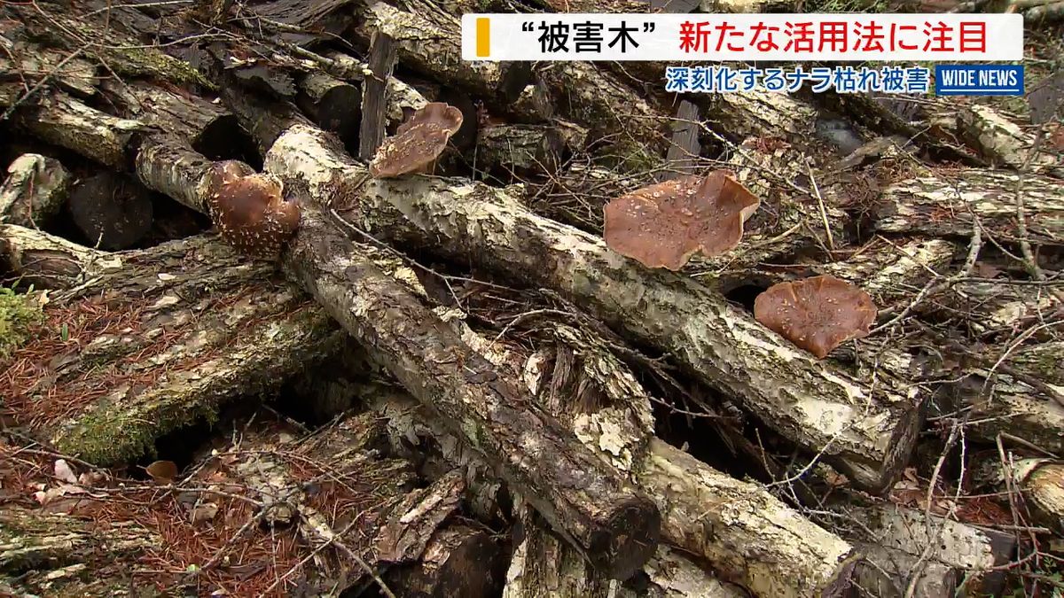 ナラ枯れ被害木からおいしい〇〇が… 新たな活用法に注目！ 山梨・山中湖村