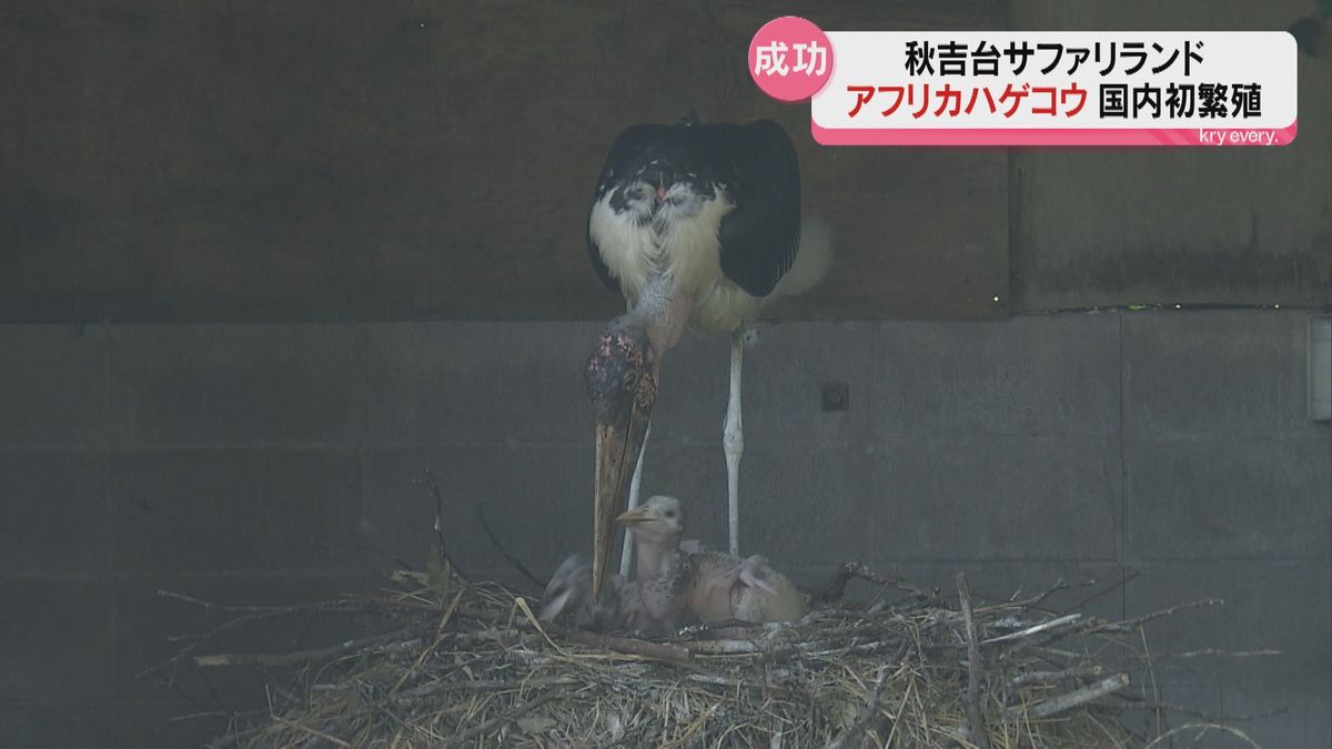 国内では初めての繁殖！アフリカハゲコウに2羽のヒナ誕生～秋吉台サファリランド～