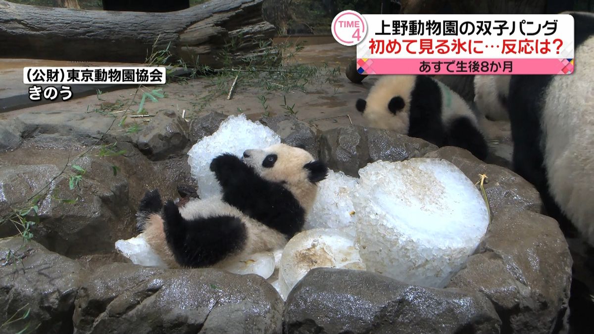 上野動物園の双子パンダが初の“氷遊び”　あすで生後8か月