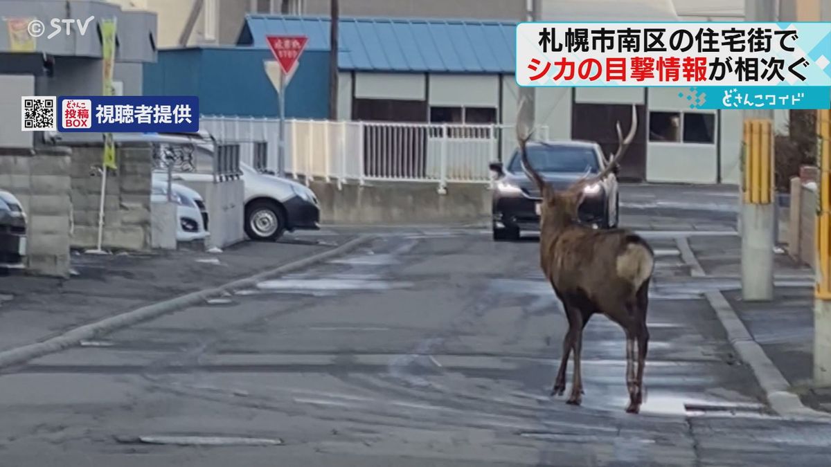 大きな角が生えたシカ　地下鉄駅近くに出没　柵を飛び越え民家の敷地に侵入　札幌・南区