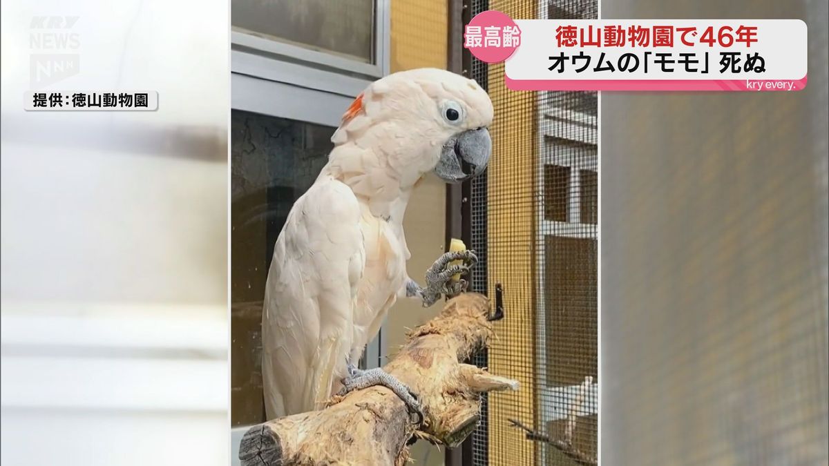 周南市の徳山動物園で46年…　オウムの「モモ」が死ぬ　「飼育係の誰よりも長く動物園を見守ってきた」