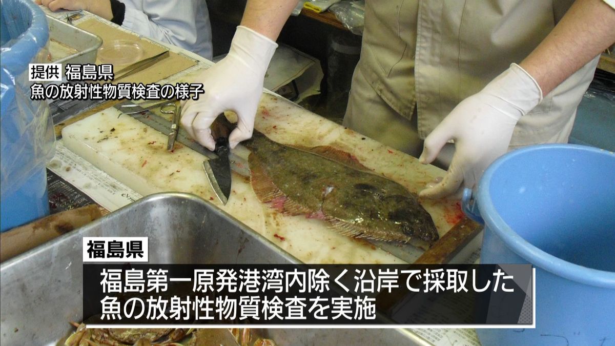 福島県沿岸の魚　放射性物質が基準値下回る