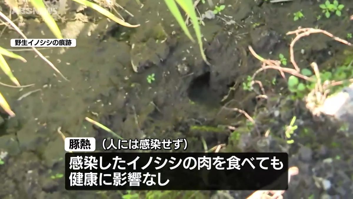 羽後町で捕獲された野生のイノシシが豚熱に感染　秋田県内17例目　羽後町では初