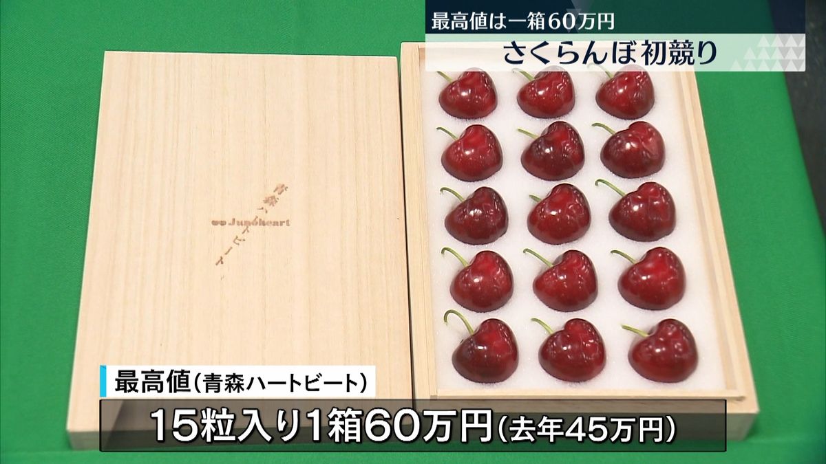 青森県産の高級サクランボ初競り　最高値は“1粒4万円”