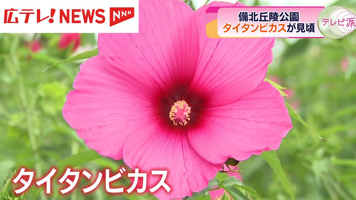 夏の花　タイタンビカスが見頃　広島・庄原市　備北丘陵公園