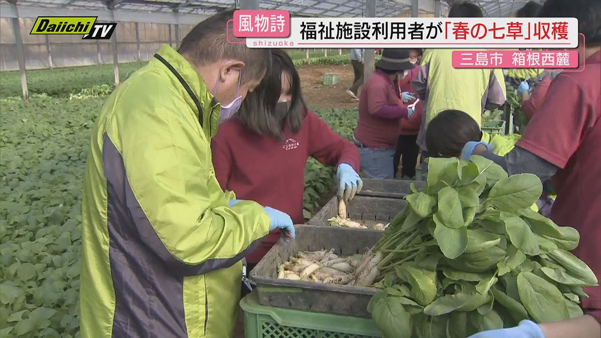 箱根西麓で七草の収穫　最盛期に