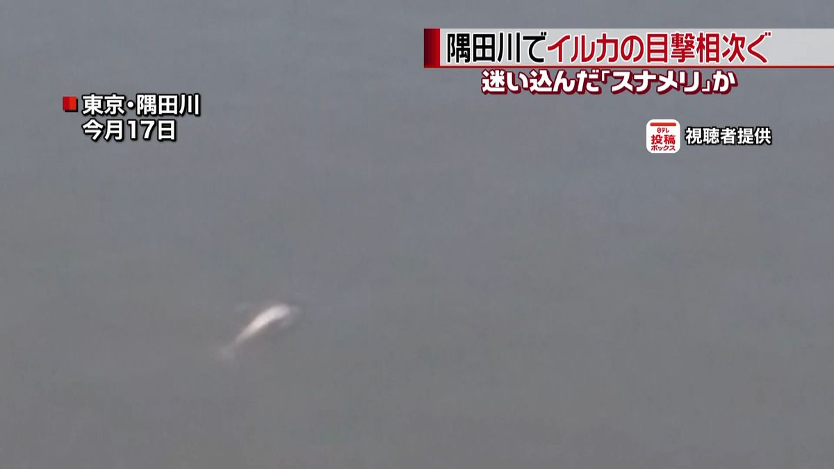 珍しいイルカ「スナメリ」か…隅田川で目撃
