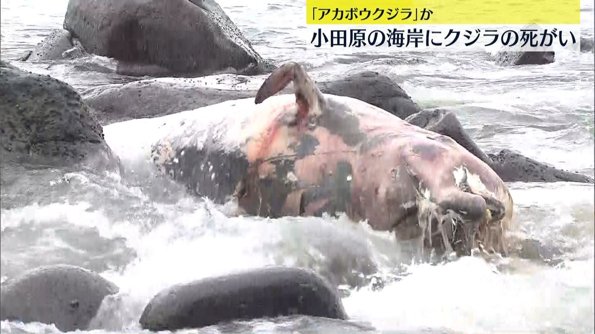 小田原の海岸にクジラの死がい　深海に生息「アカボウクジラ」か