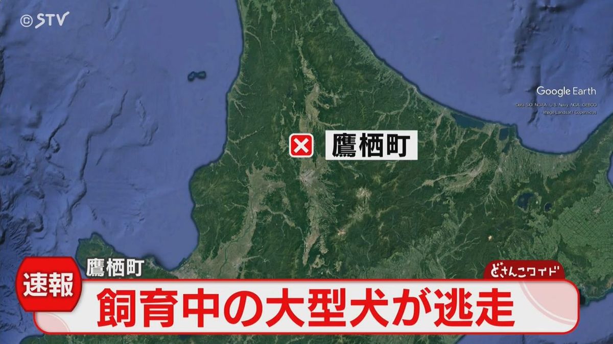 大型犬の「アメリカン・ピット・ブル」が逃げ出す　見つけても近づかないように　北海道鷹栖町