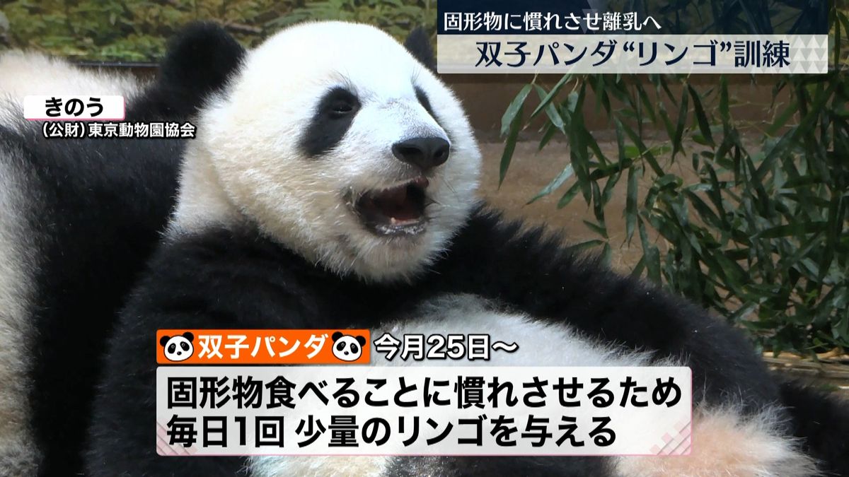 上野動物園の双子パンダ“リンゴ”訓練　固形物に慣れさせ離乳へ 