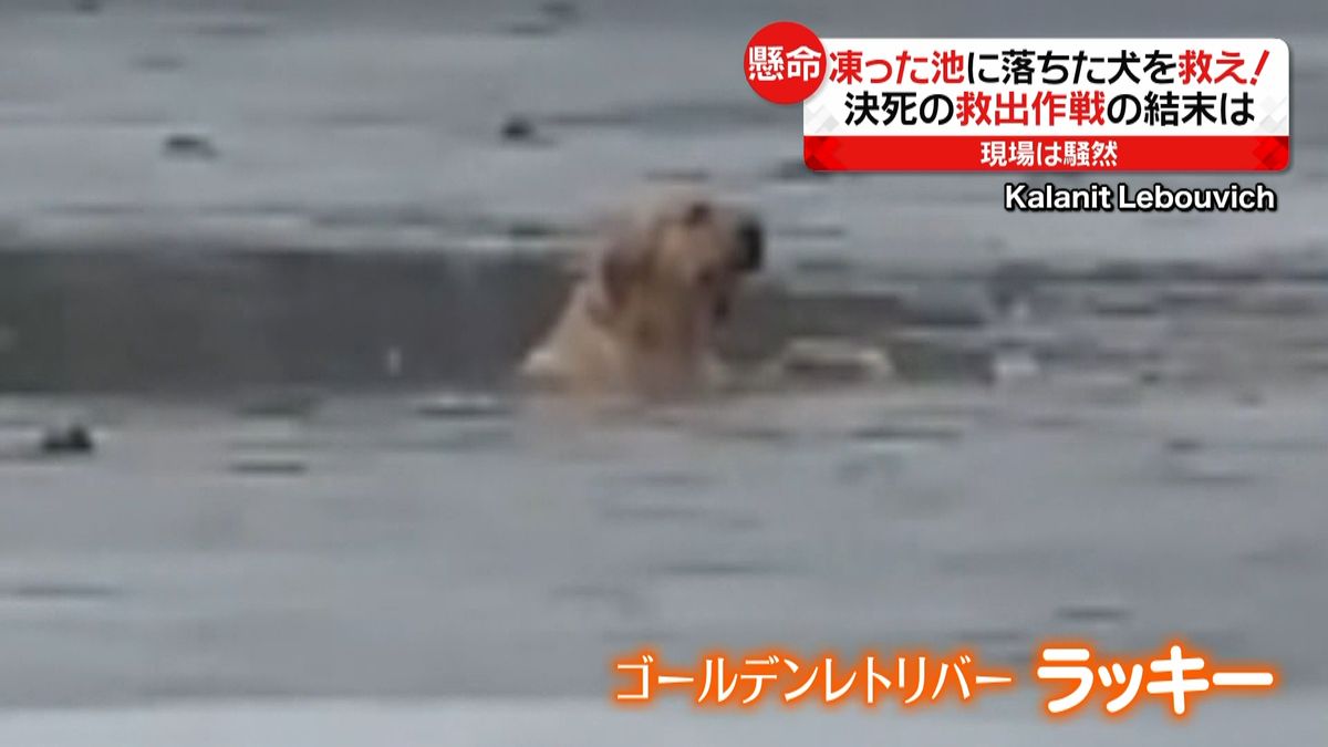 凍った池に落ちた犬を救え！救出作戦　米