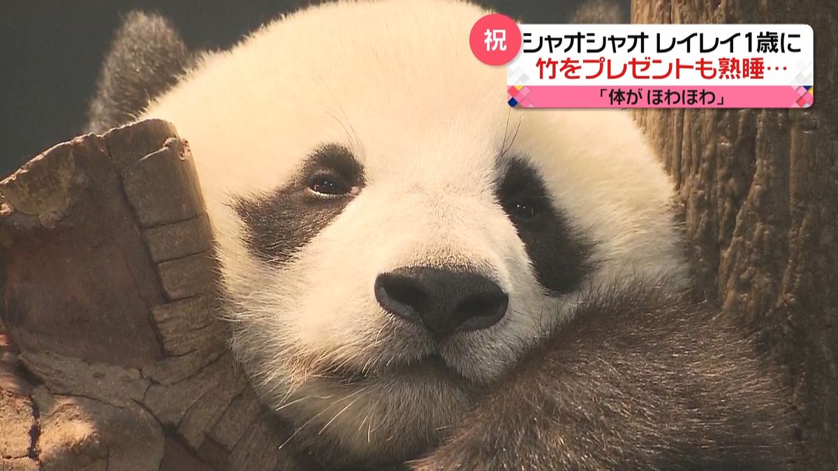 上野動物園「双子パンダ」もうすぐ1歳に　竹をプレゼントも熟睡…
