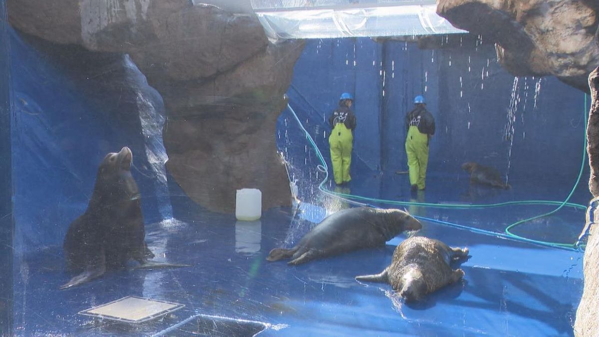 約600トンの水抜いて･･･　鳥羽水族館で水槽の大掃除　年末の恒例行事　三重・鳥羽市