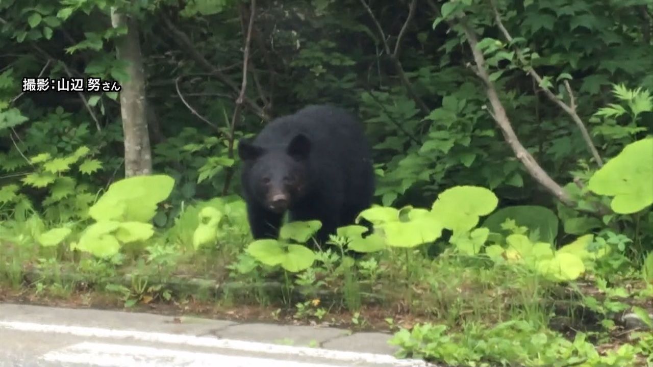 青森・八甲田などで相次いでクマを目撃（2019年7月3日掲載）｜日テレNEWS NNN