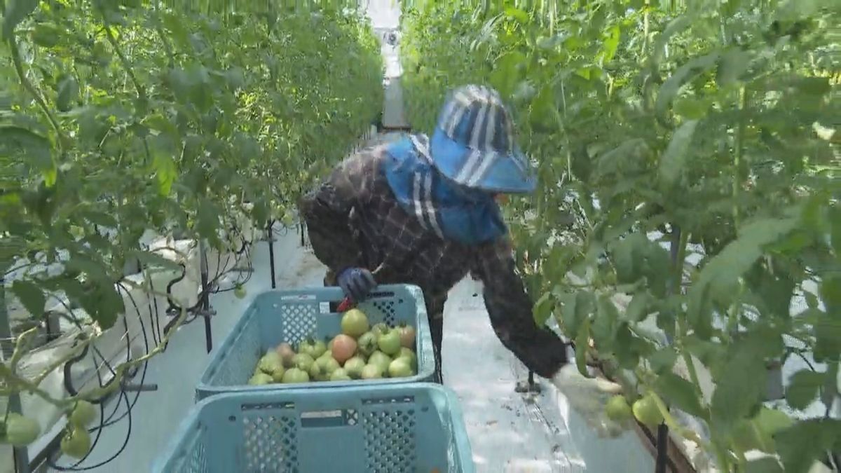 収穫を行う八代市のトマト農家
