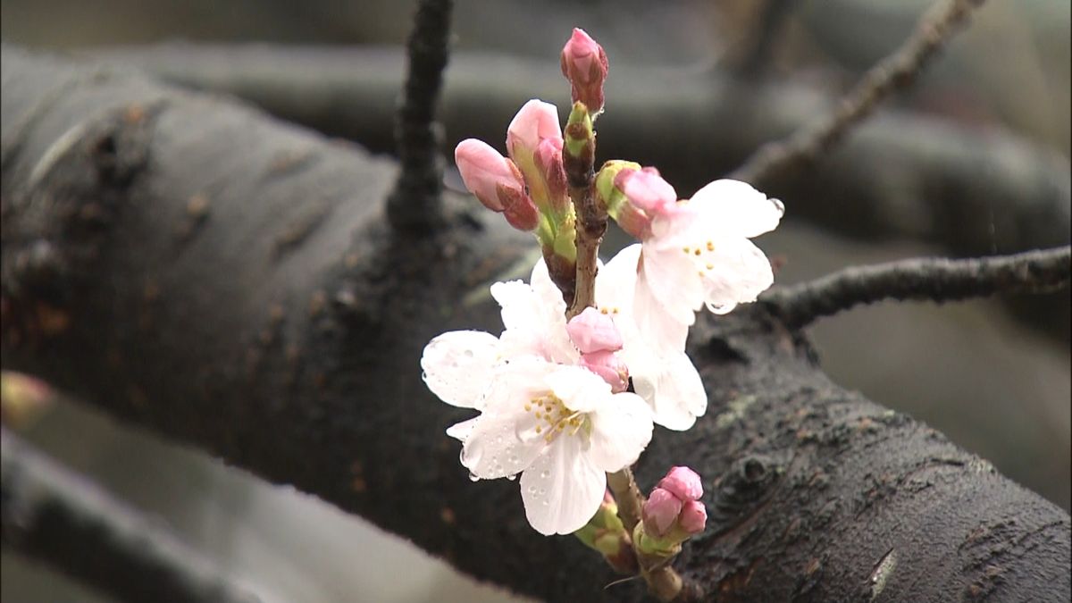 全国トップ　福岡市でソメイヨシノが開花