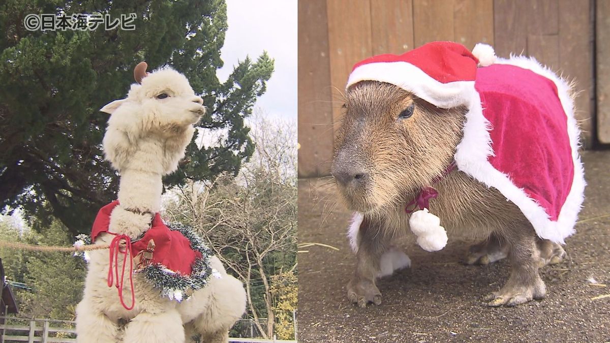 サンタクロース姿のかわいらしいアルパカやカピバラ　クリスマスの特別衣装で観光客を出迎える　鳥取県米子市