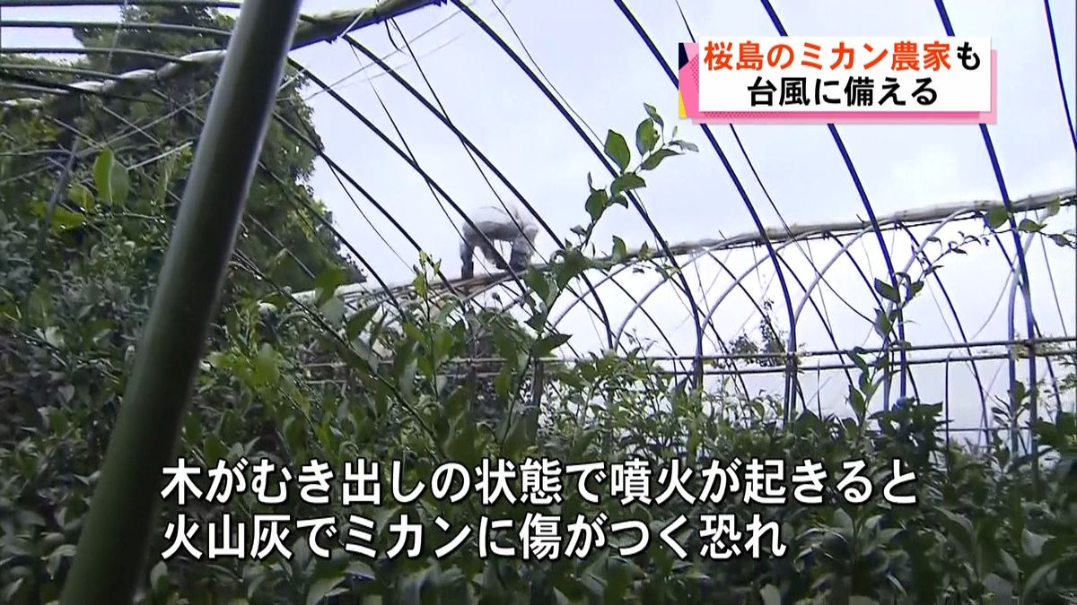 桜島でも台風対策　接近に備えるミカン農家
