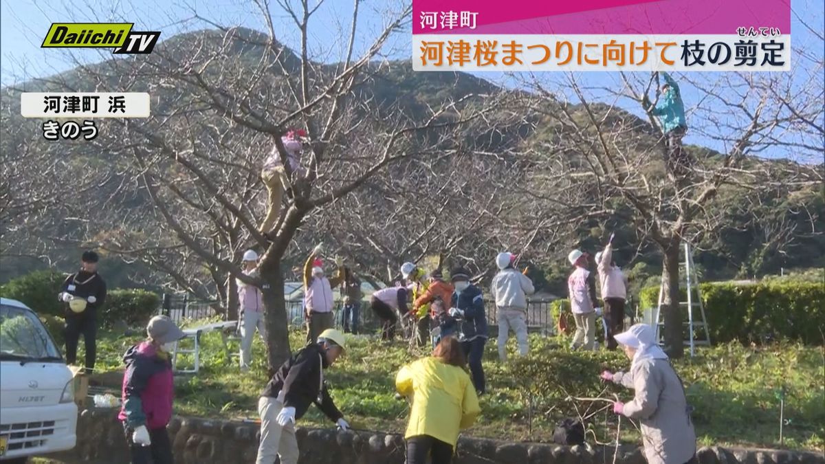 河津桜まつりに向け河津桜の剪定作業行う（静岡・河津町）