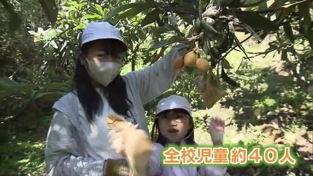 小学生が「地元特産のビワ」収穫　農業への関心や収穫の喜びを味わって　大分