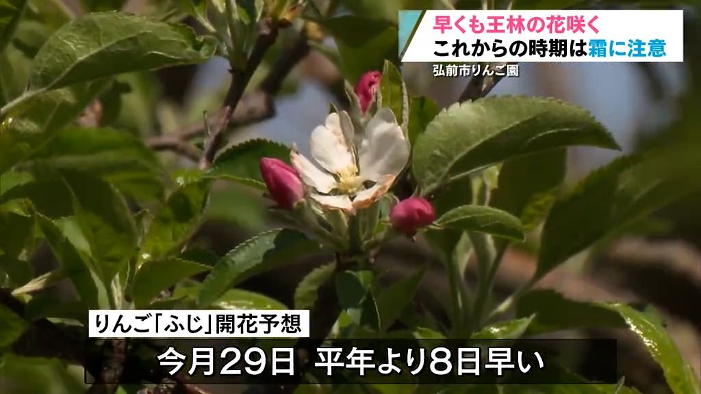 早くも「王林」の花咲く　弘前市のりんご園　霜被害に注意