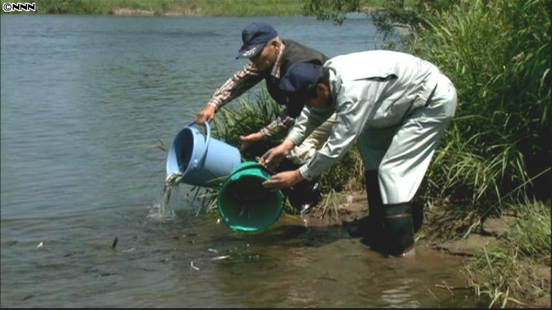 アユ釣り解禁を前に…稚魚を放流　宮城