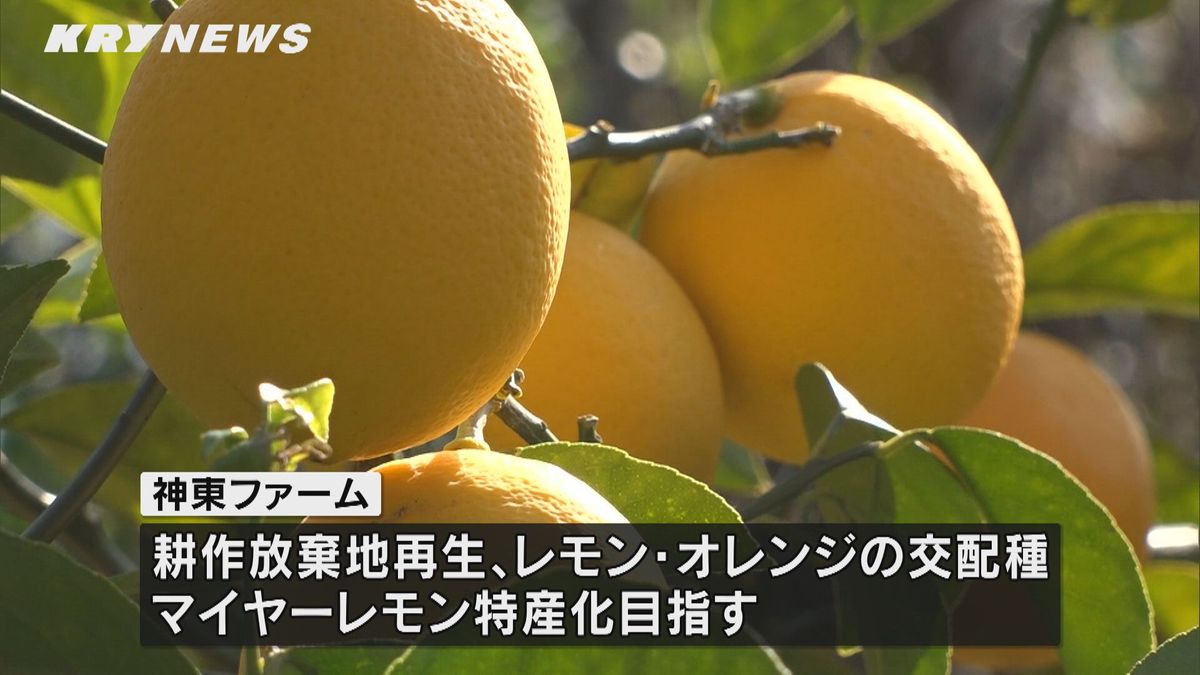 マイヤーレモンの特産化に取り組む「神東ファーム」が「ディスカバー農山漁村の宝」に