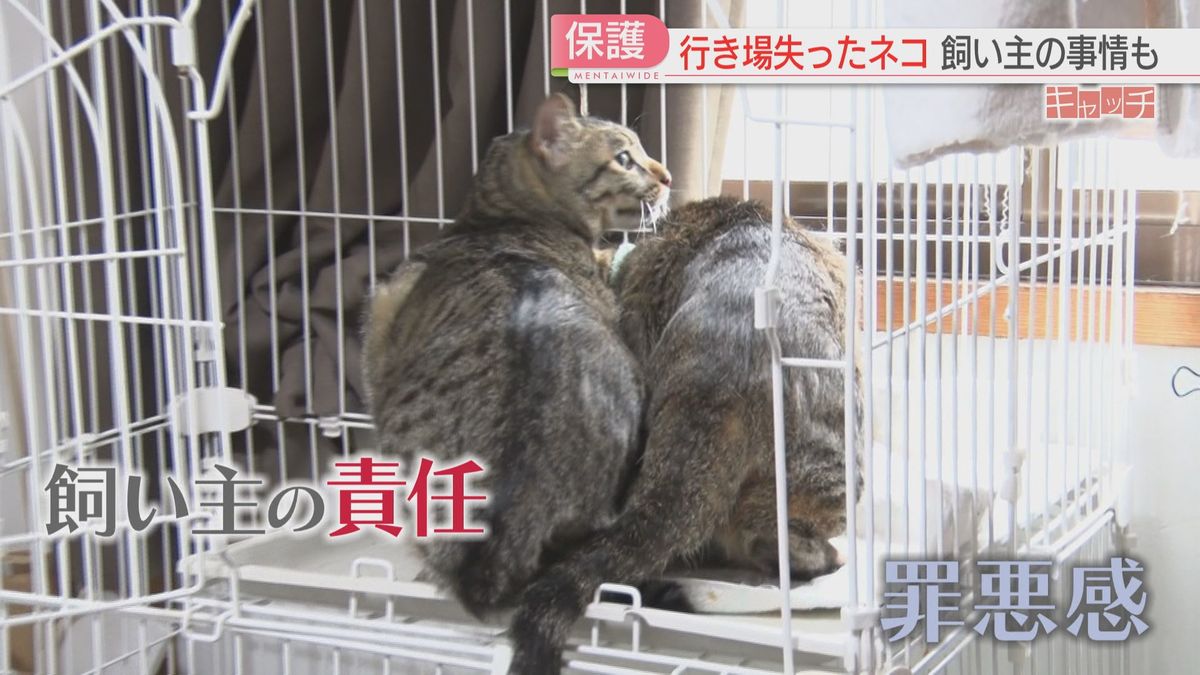 特集「キャッチ」　保護ネコの命つなぐ保護団体に密着　赤字分は生活費削り「ぎりぎり運営」