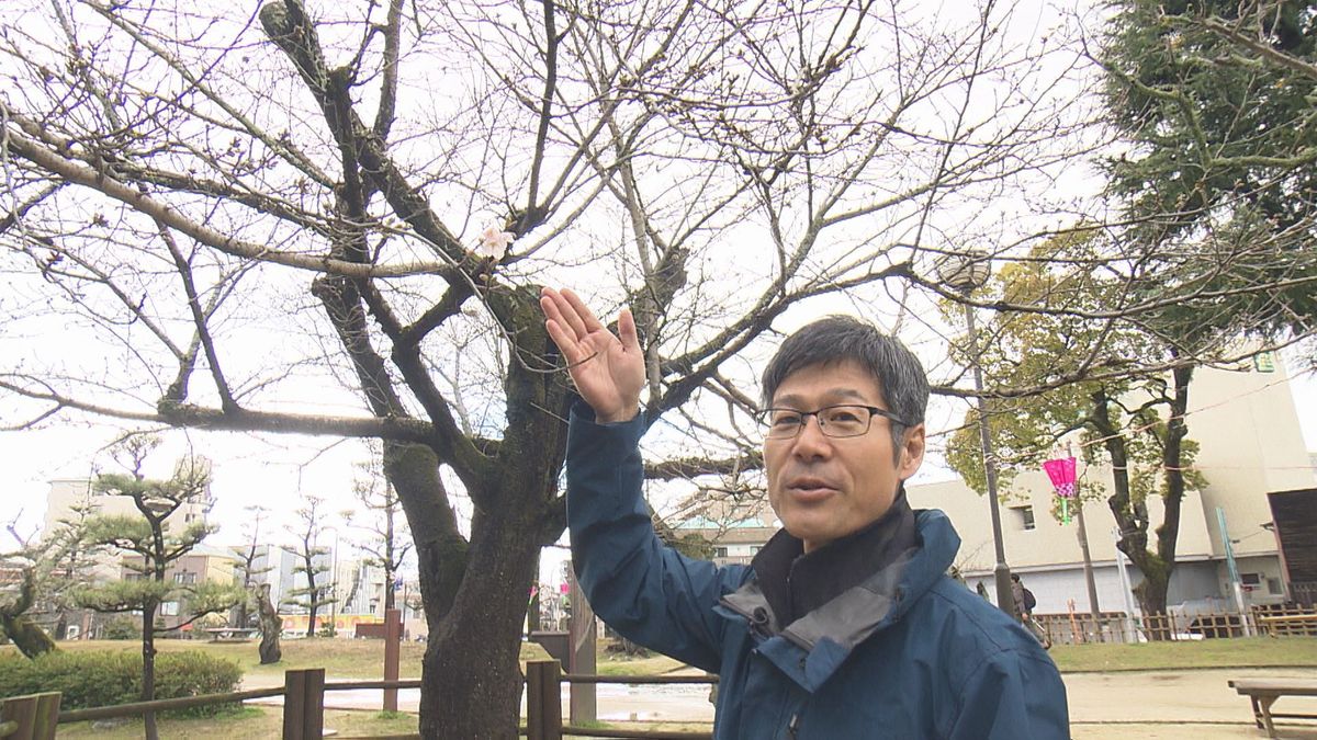 松山市の名所で桜状況を調査！道後公園の標本木に…松山城のサクラの開花は？
