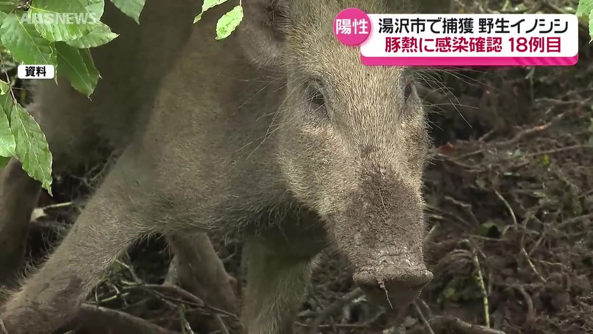 今年3例目　通算18例目の豚熱感染を確認 湯沢市で先月捕獲された野生のメスのイノシシから