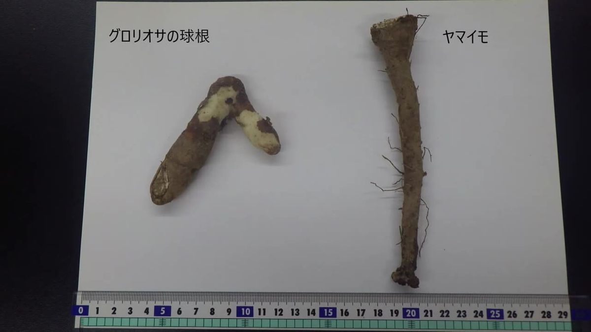 グロリオサの球根を誤って食べて食中毒 山芋と間違って調理【高知】