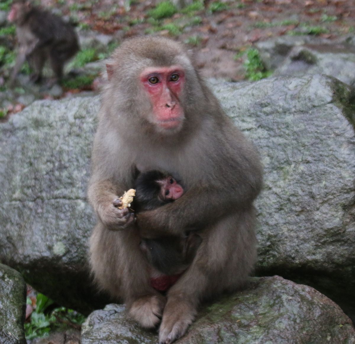 高碕山　赤ちゃんザルことしの第１号の名前は「デコピン」　　大谷選手の愛犬にちなむ　大分