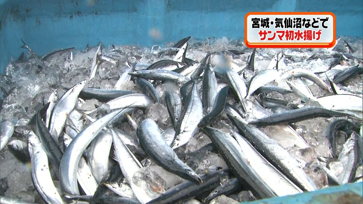 サンマ初水揚げ…高いもので６１９円／ｋｇ