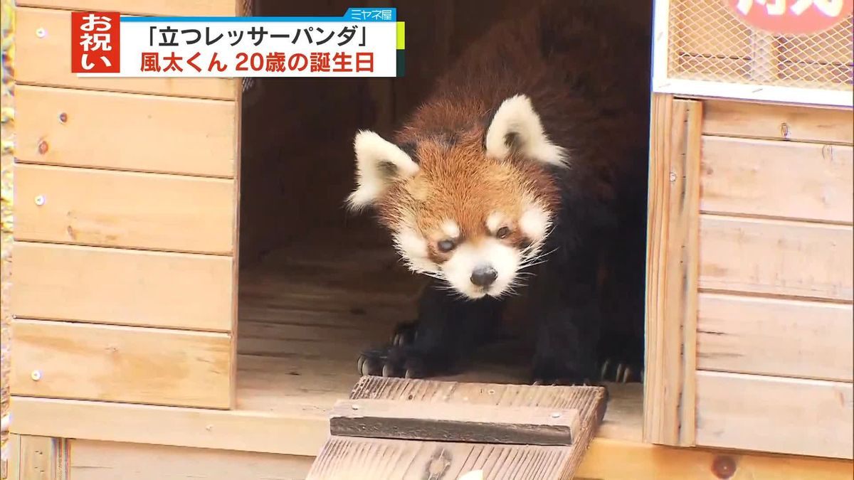 「立つレッサーパンダ」風太くん　20歳の誕生日　千葉市動物公園