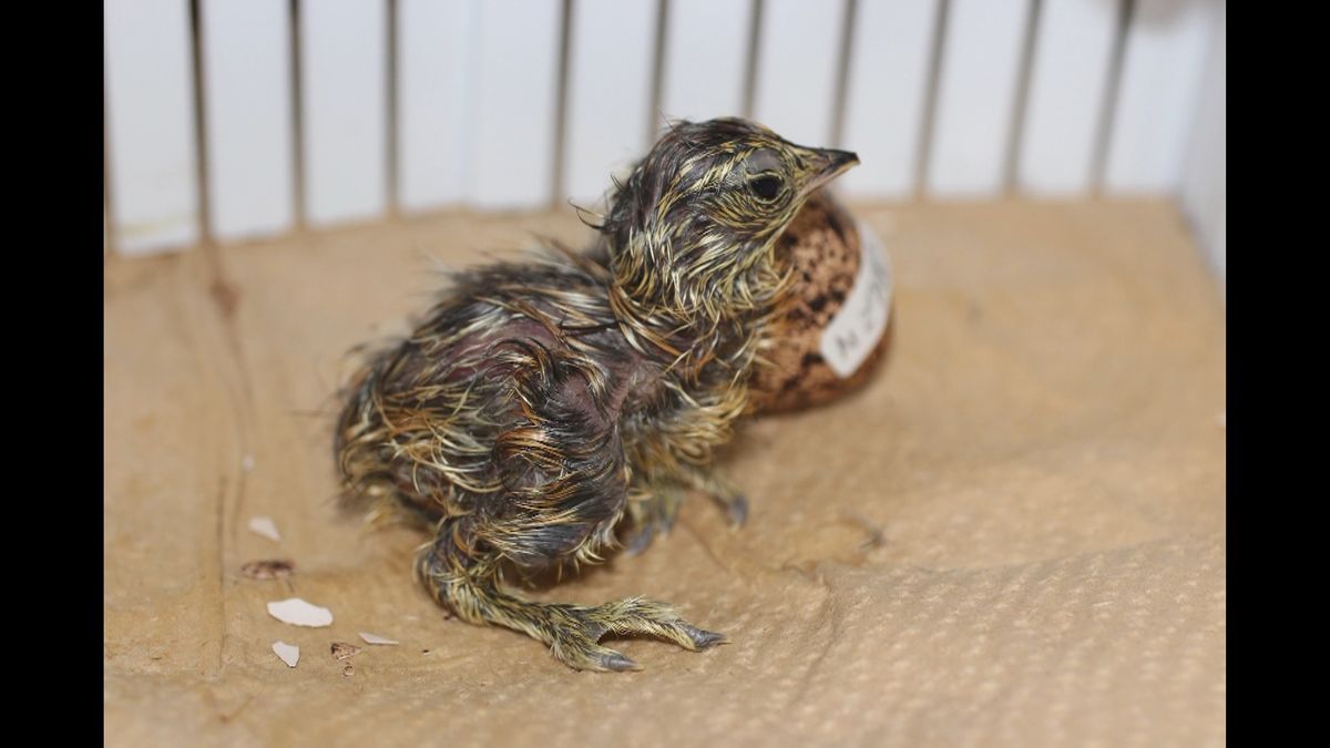 ニホンライチョウが人工授精で誕生　日本初