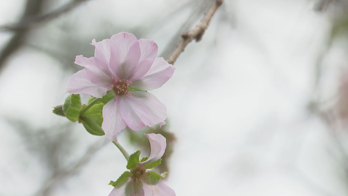 十月桜の花