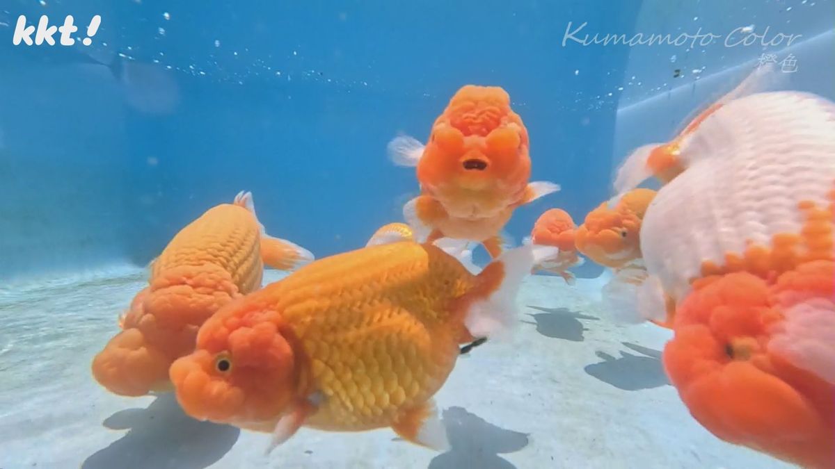 ｢鮮やかな唯一無二の橙色｣金魚のまち長洲町の伝統守る養殖場