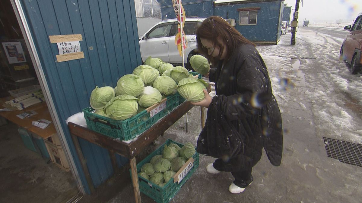 野菜が高騰する中 越前市でキャベツを格安で提供 そのわけは？