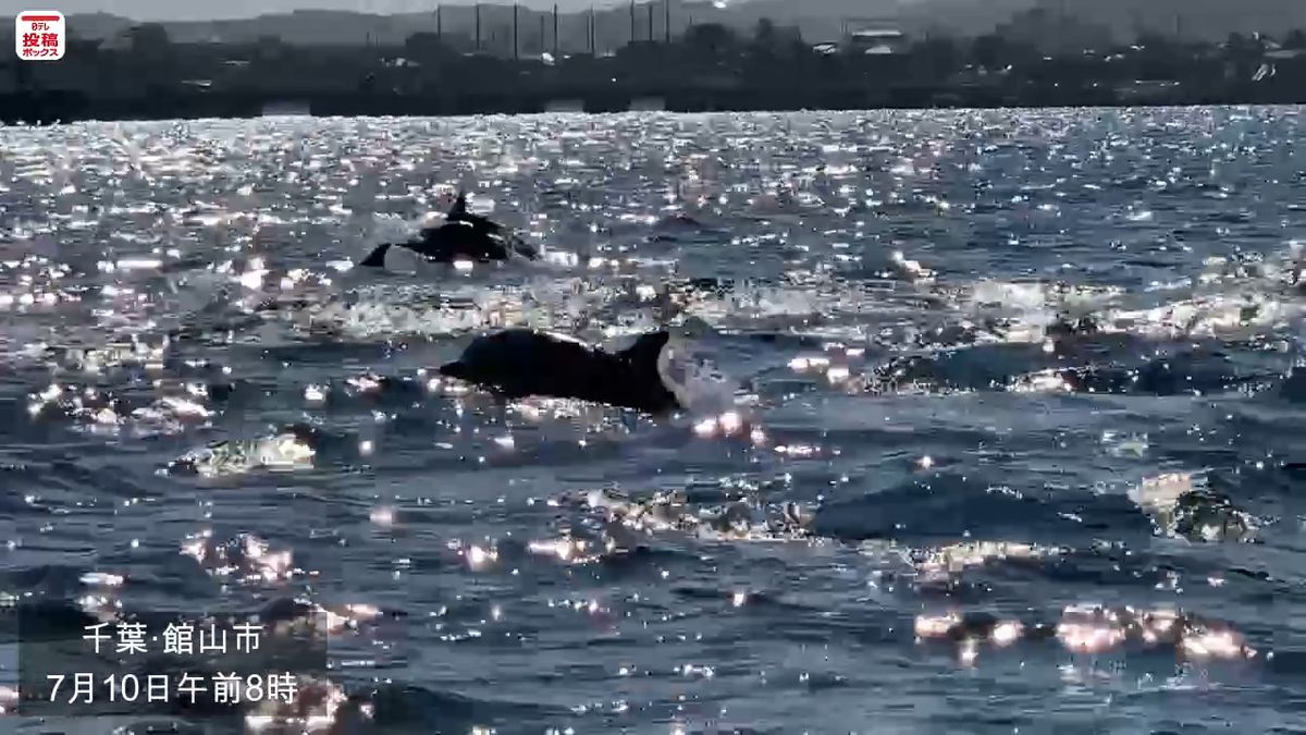 館山の漁港近くにイルカの大群が出現