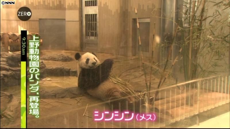 上野動物園、パンダ２頭の観覧再開
